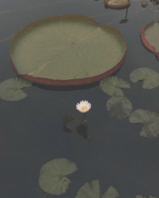 Water lily and still water